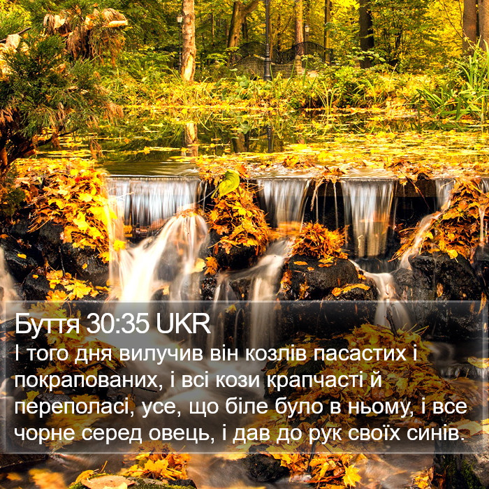 Буття 30:35 UKR Bible Study