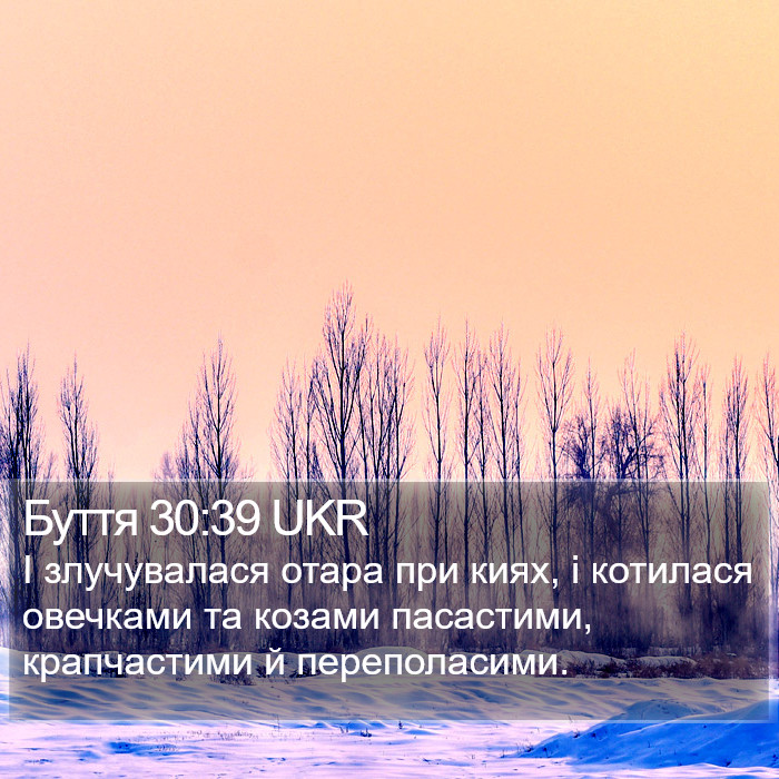 Буття 30:39 UKR Bible Study