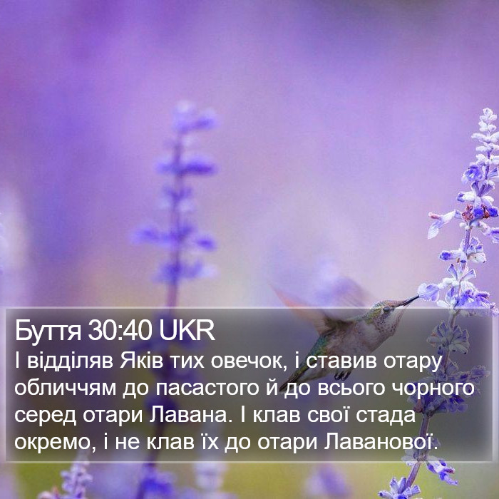 Буття 30:40 UKR Bible Study