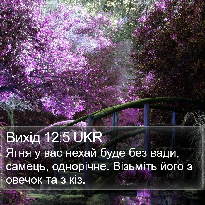 Вихід 12:5 UKR Bible Study