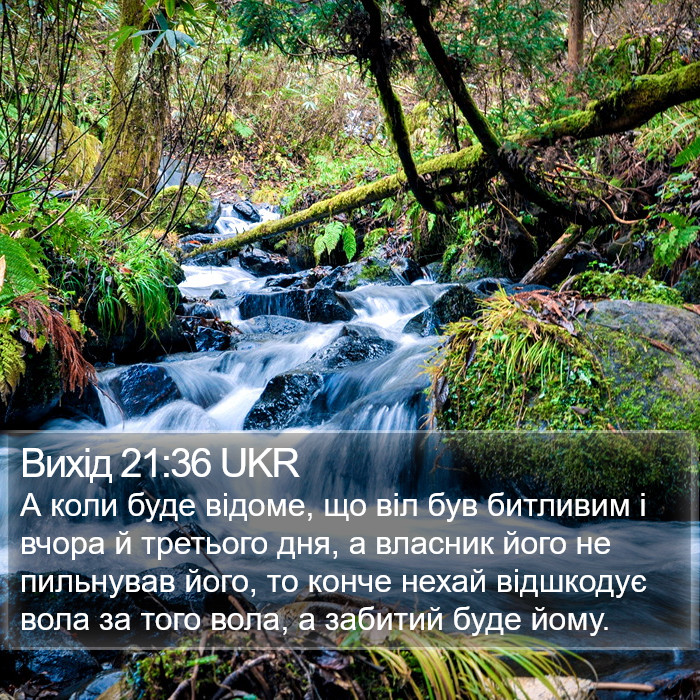 Вихід 21:36 UKR Bible Study