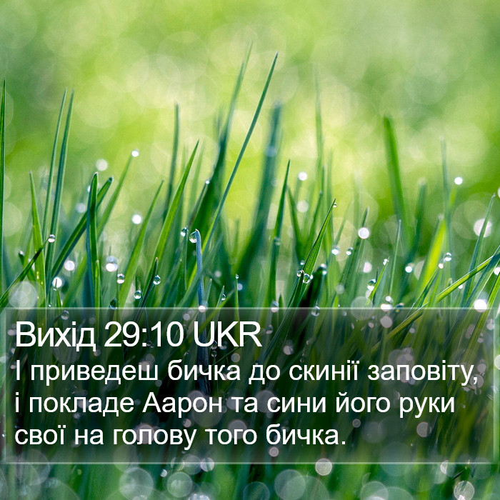 Вихід 29:10 UKR Bible Study