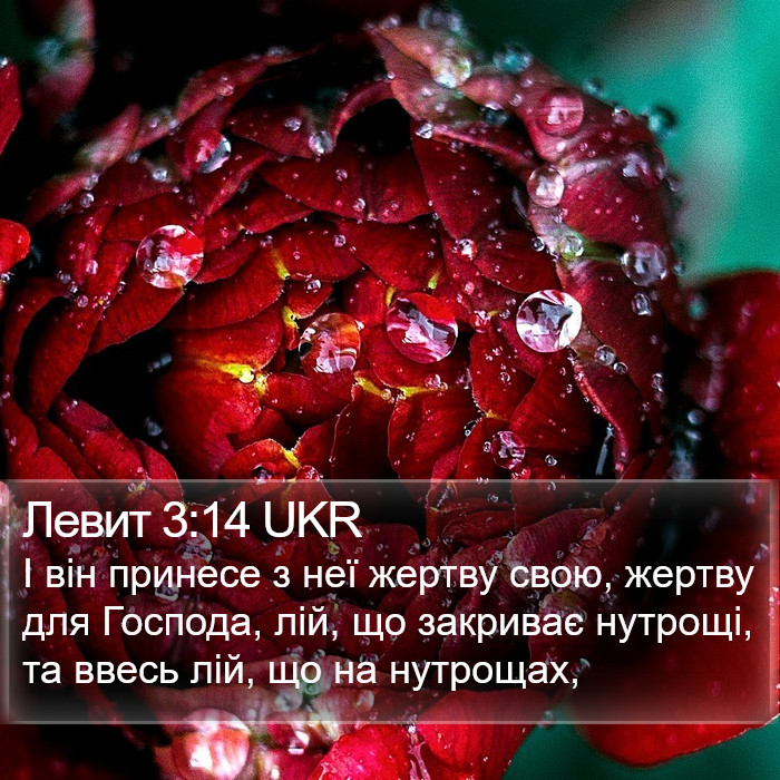 Левит 3:14 UKR Bible Study