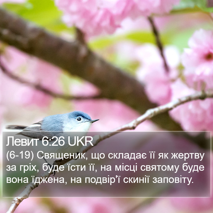 Левит 6:26 UKR Bible Study