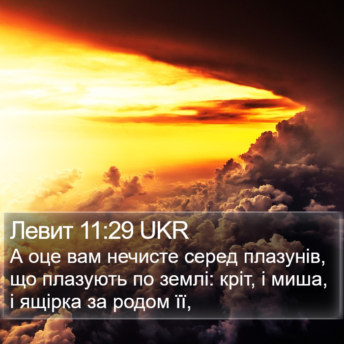 Левит 11:29 UKR Bible Study