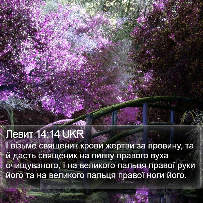 Левит 14:14 UKR Bible Study