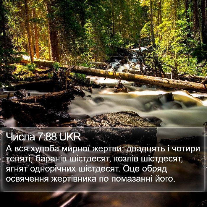 Числа 7:88 UKR Bible Study