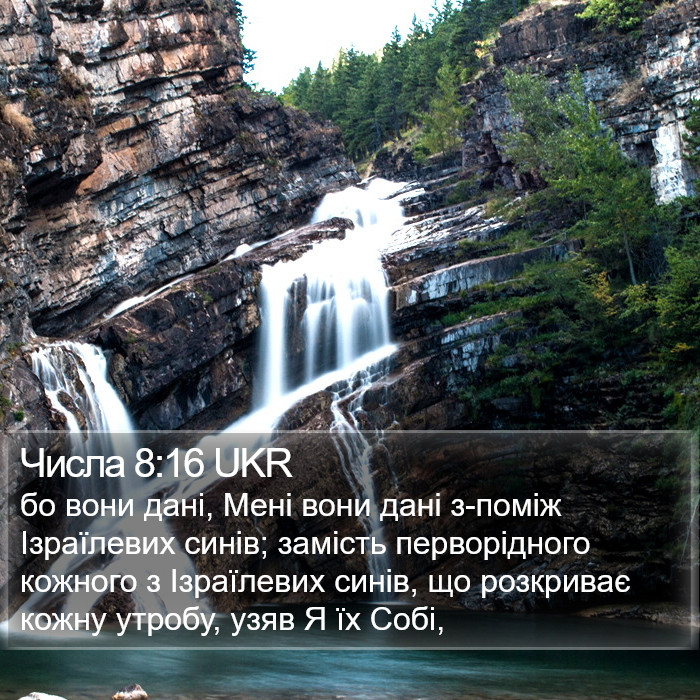 Числа 8:16 UKR Bible Study