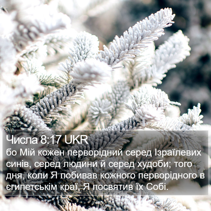 Числа 8:17 UKR Bible Study