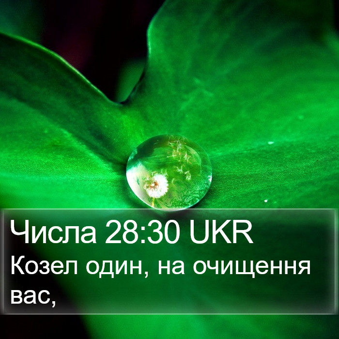 Числа 28:30 UKR Bible Study