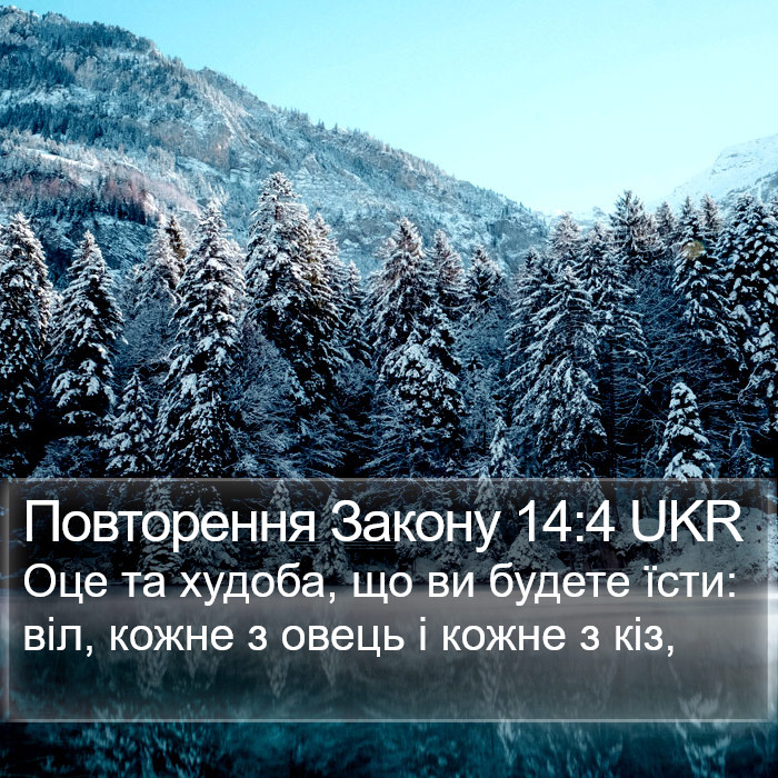 Повторення Закону 14:4 UKR Bible Study