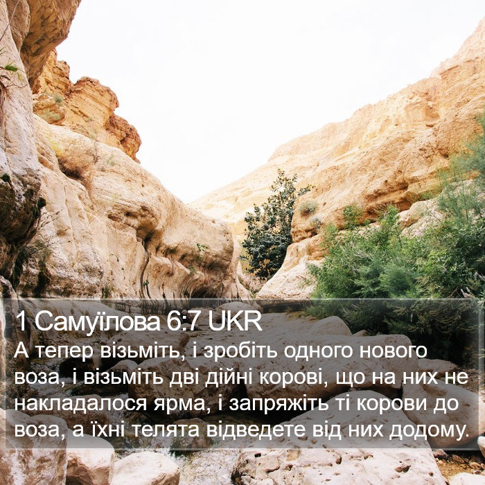 1 Самуїлова 6:7 UKR Bible Study