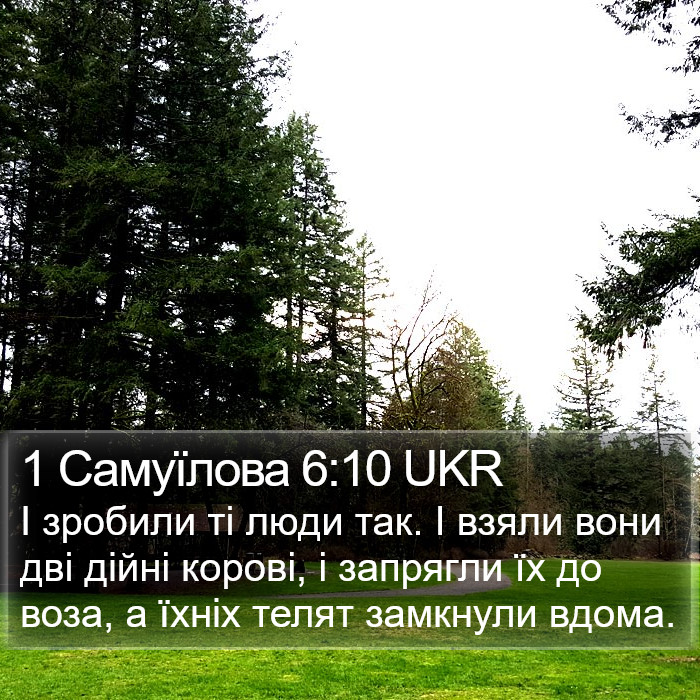 1 Самуїлова 6:10 UKR Bible Study