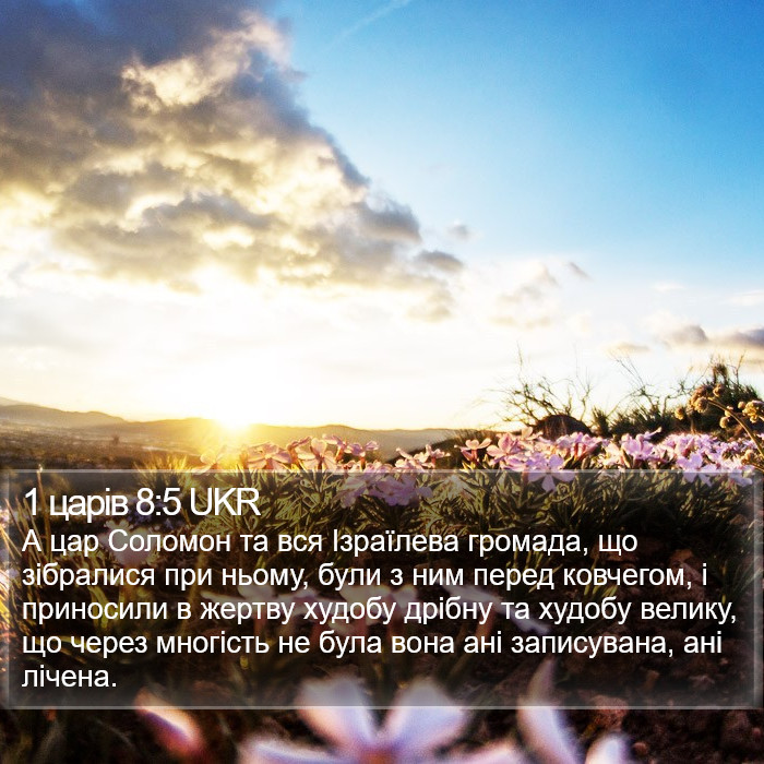 1 царів 8:5 UKR Bible Study