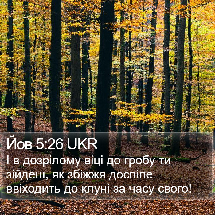 Йов 5:26 UKR Bible Study