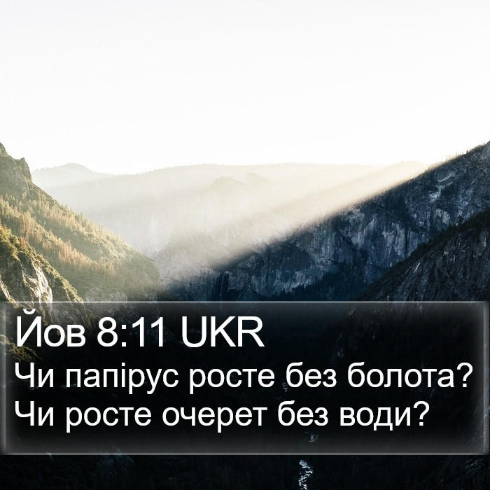 Йов 8:11 UKR Bible Study