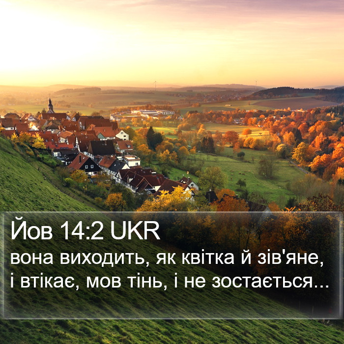 Йов 14:2 UKR Bible Study