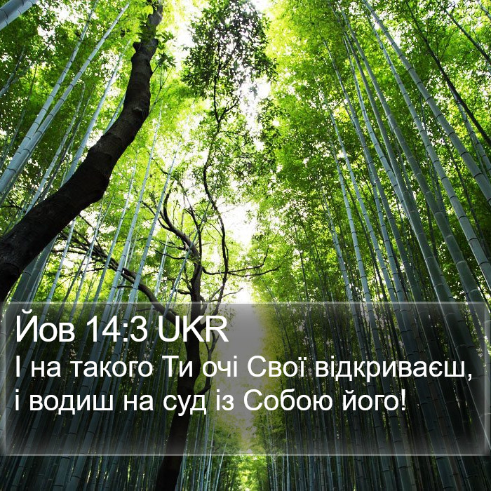 Йов 14:3 UKR Bible Study