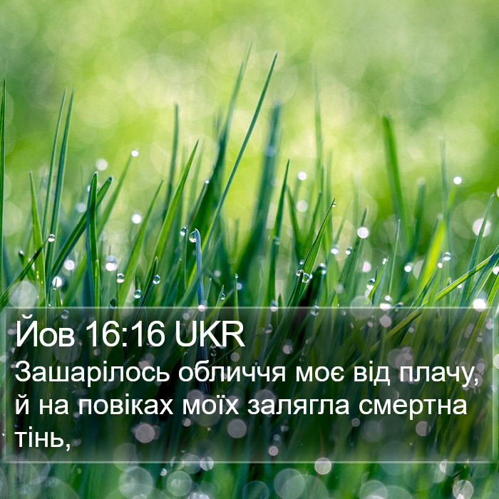 Йов 16:16 UKR Bible Study