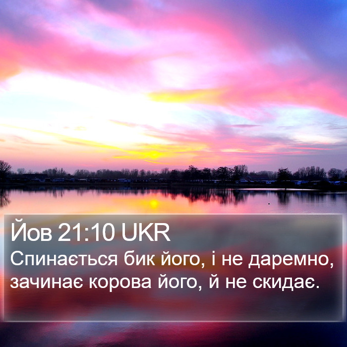 Йов 21:10 UKR Bible Study