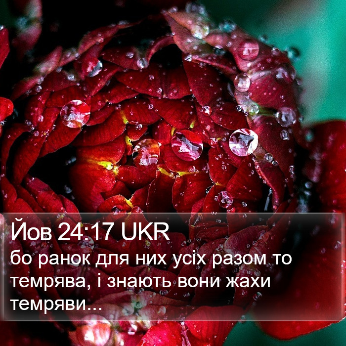 Йов 24:17 UKR Bible Study