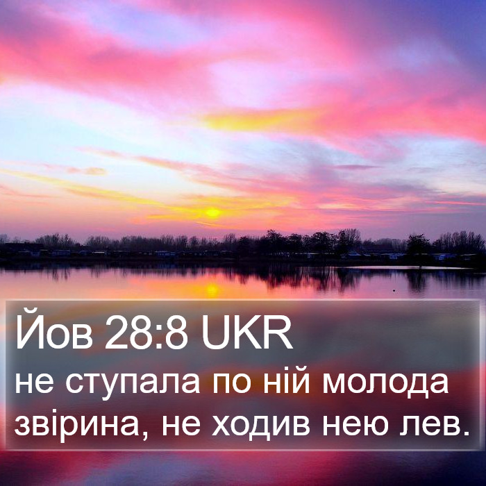 Йов 28:8 UKR Bible Study