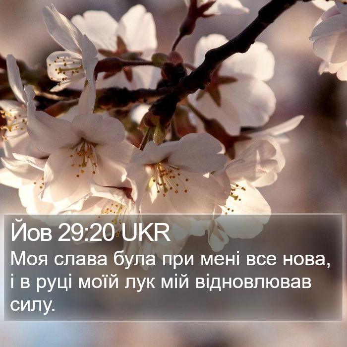 Йов 29:20 UKR Bible Study