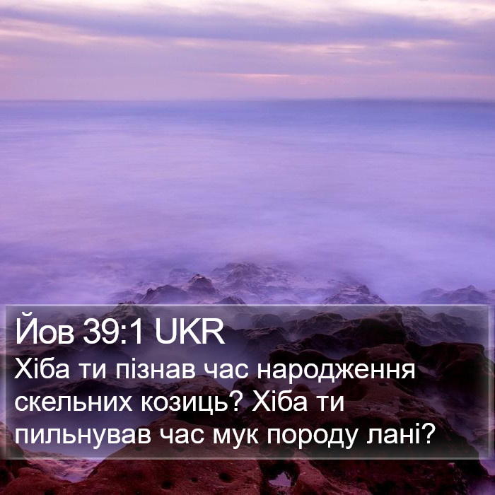 Йов 39:1 UKR Bible Study