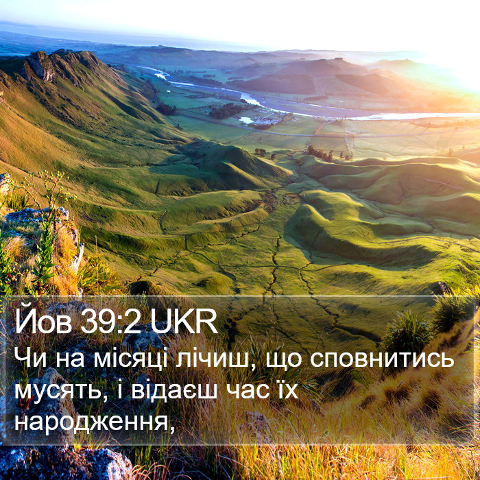 Йов 39:2 UKR Bible Study