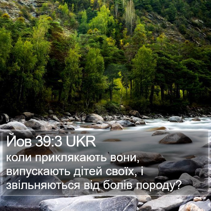 Йов 39:3 UKR Bible Study