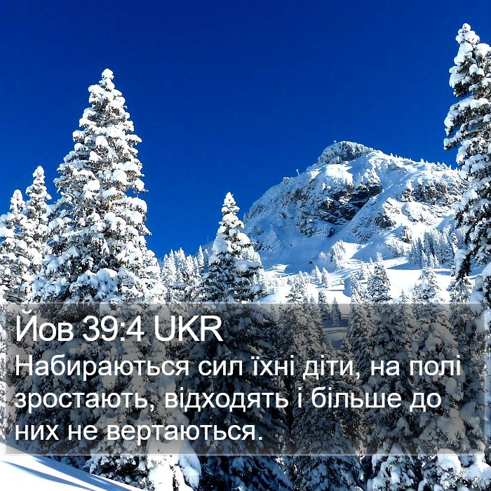 Йов 39:4 UKR Bible Study