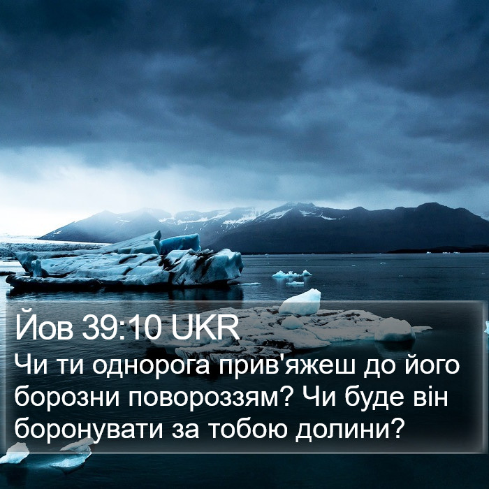 Йов 39:10 UKR Bible Study