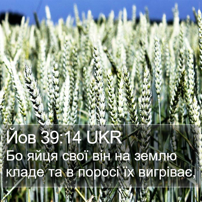 Йов 39:14 UKR Bible Study