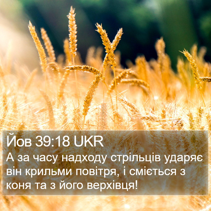 Йов 39:18 UKR Bible Study