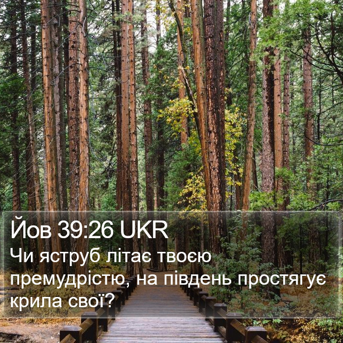 Йов 39:26 UKR Bible Study
