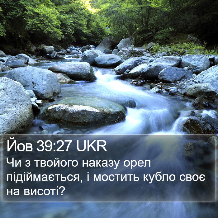 Йов 39:27 UKR Bible Study