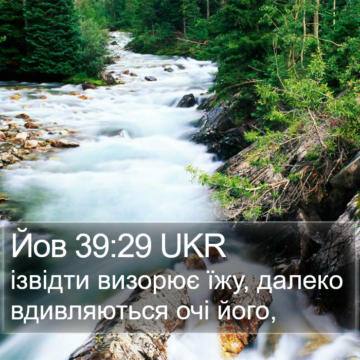 Йов 39:29 UKR Bible Study