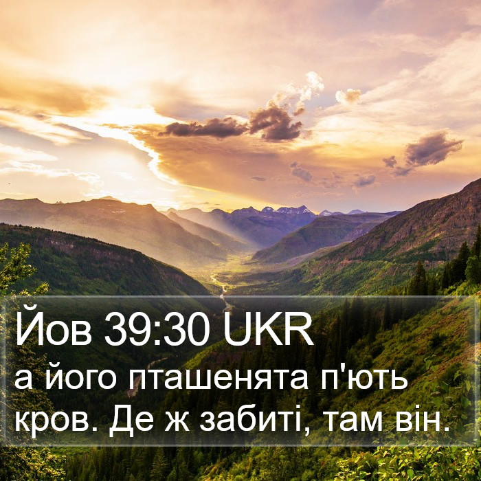 Йов 39:30 UKR Bible Study