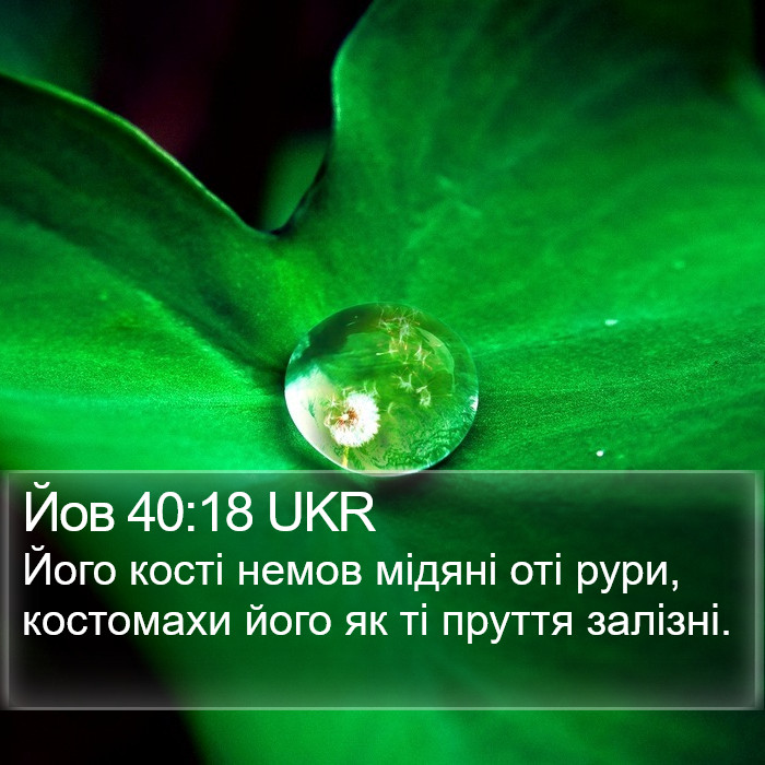 Йов 40:18 UKR Bible Study