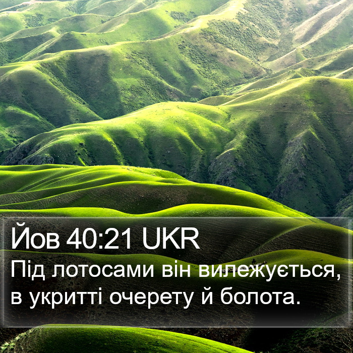 Йов 40:21 UKR Bible Study