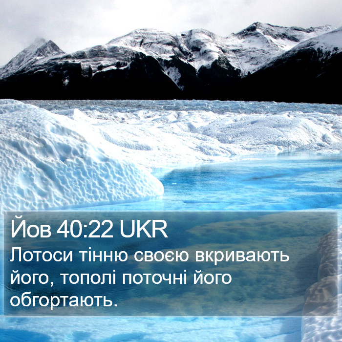Йов 40:22 UKR Bible Study