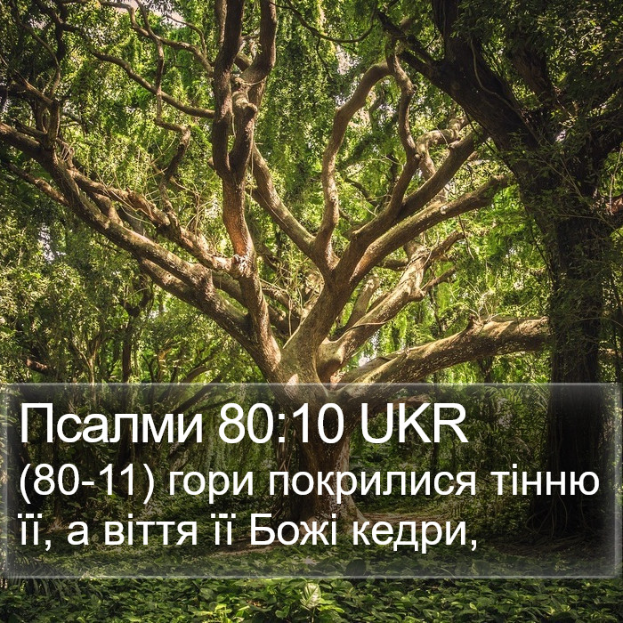 Псалми 80:10 UKR Bible Study