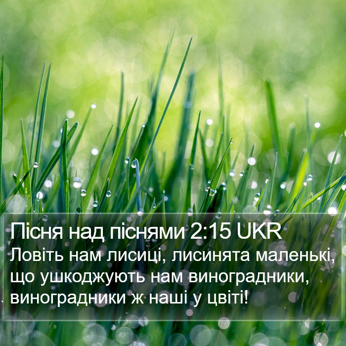 Пісня над піснями 2:15 UKR Bible Study
