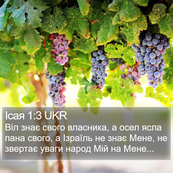 Ісая 1:3 UKR Bible Study