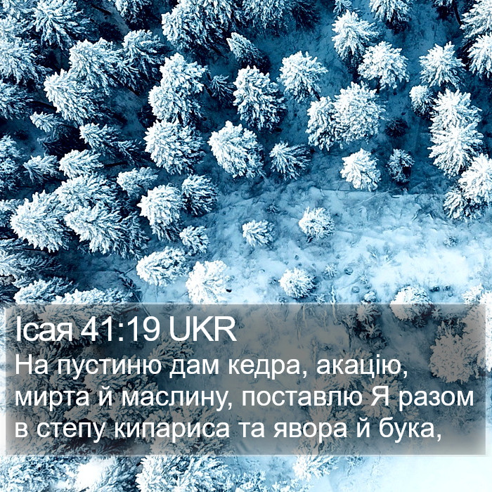 Ісая 41:19 UKR Bible Study