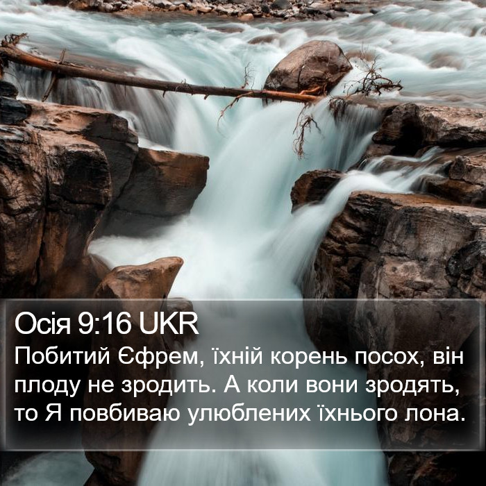 Осія 9:16 UKR Bible Study