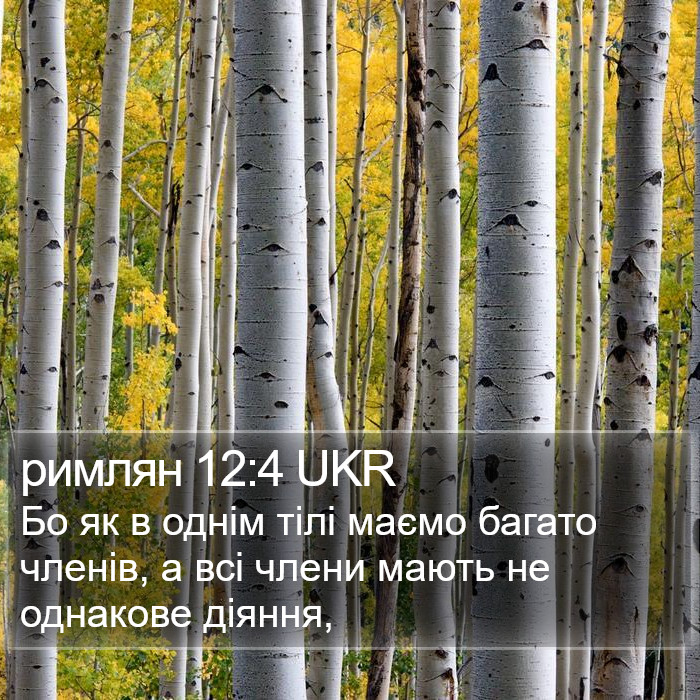 римлян 12:4 UKR Bible Study
