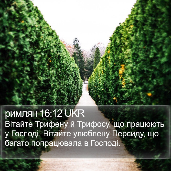 римлян 16:12 UKR Bible Study