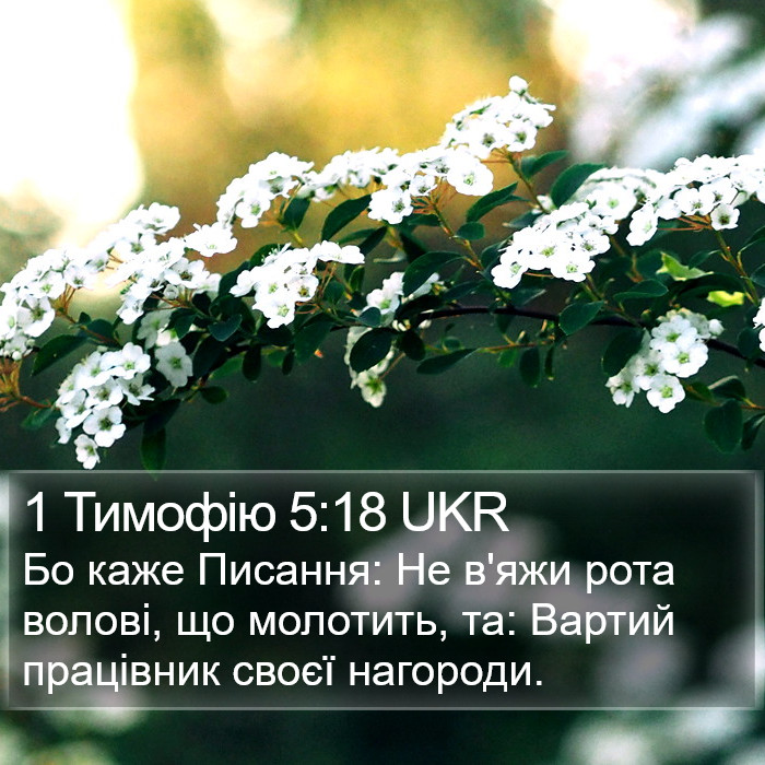 1 Тимофію 5:18 UKR Bible Study
